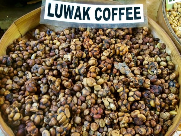 Kopi Luwak café más exclusivo de Indonesia